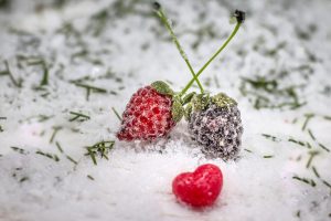 Gefrorene Erdbeeren und Himbeeren auf Schnee mit grünen Blättern, ideal für saisonale Produkte und Desserts.