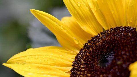 Nahaufnahme einer strahlend gelben Sonnenblume mit Wassertropfen auf den Blütenblättern und der dunklen Mitte, ideal für Garten- und Pflanzenliebhaber.