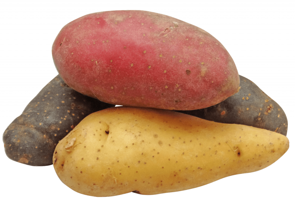 potato, fingerling, rainbow