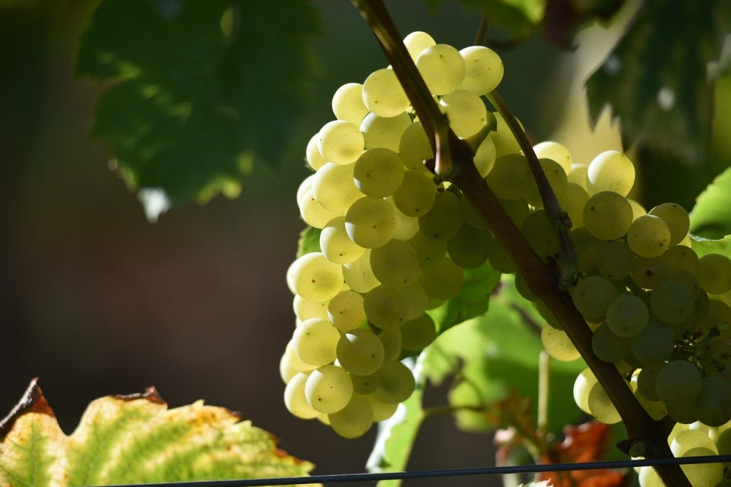 grapes, fruit, vine