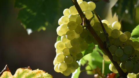 Frische grüne Trauben am Weinstock, ideal für Weinproduktion und gesunde Snacks, reich an Vitaminen und Antioxidantien.