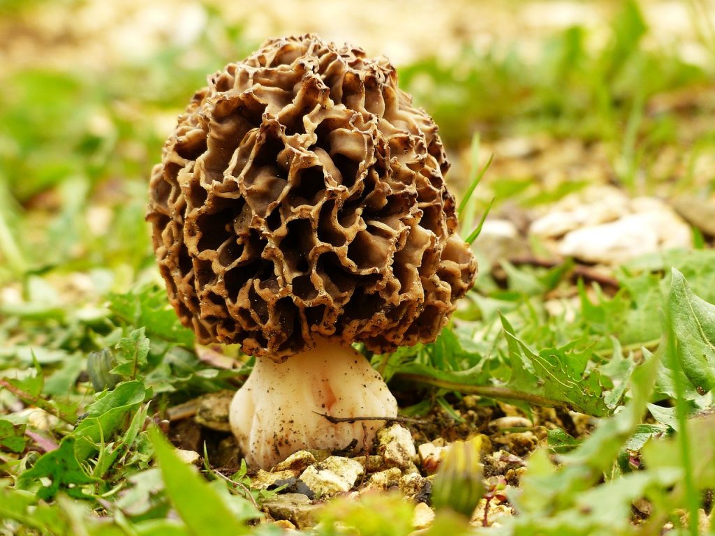 morel, morkel, mushroom