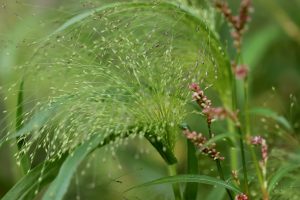 Detailaufnahme von Hirse mit feinen Blütenständen und grünen Blättern in der Natur, ideal für botanische Themen.