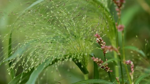 Detailaufnahme von Hirse mit feinen Blütenständen und grünen Blättern in der Natur, ideal für botanische Themen.