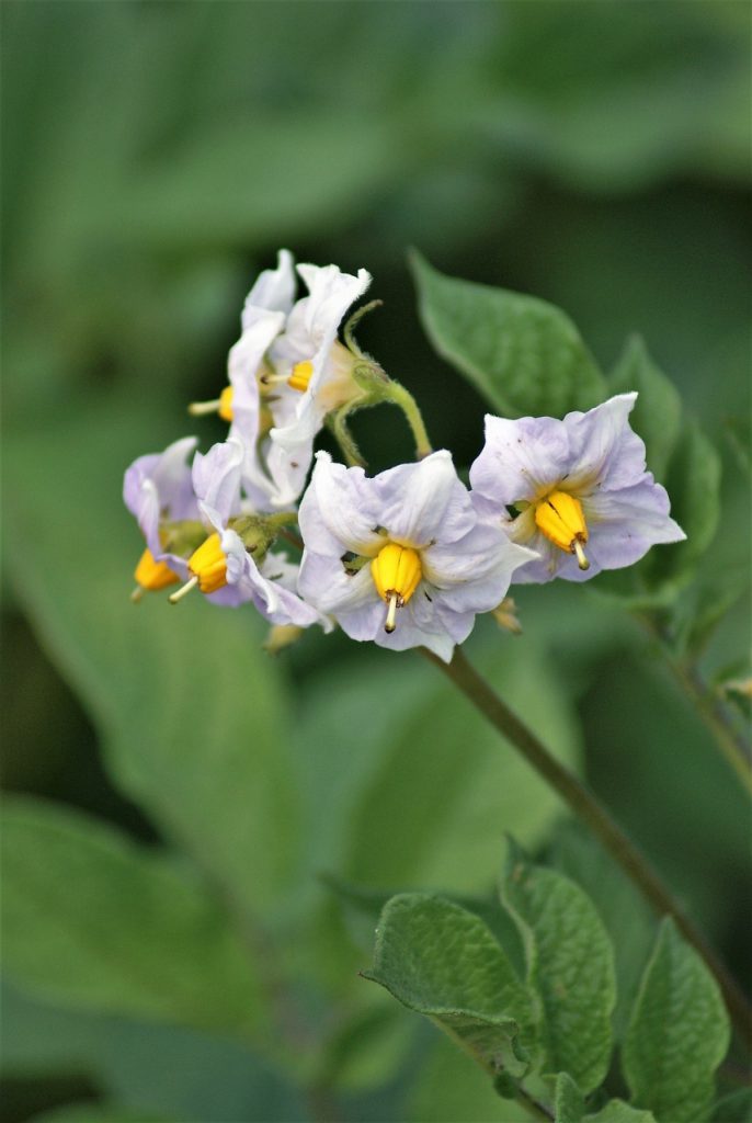 potato blossoms, potato flowers, potato plant