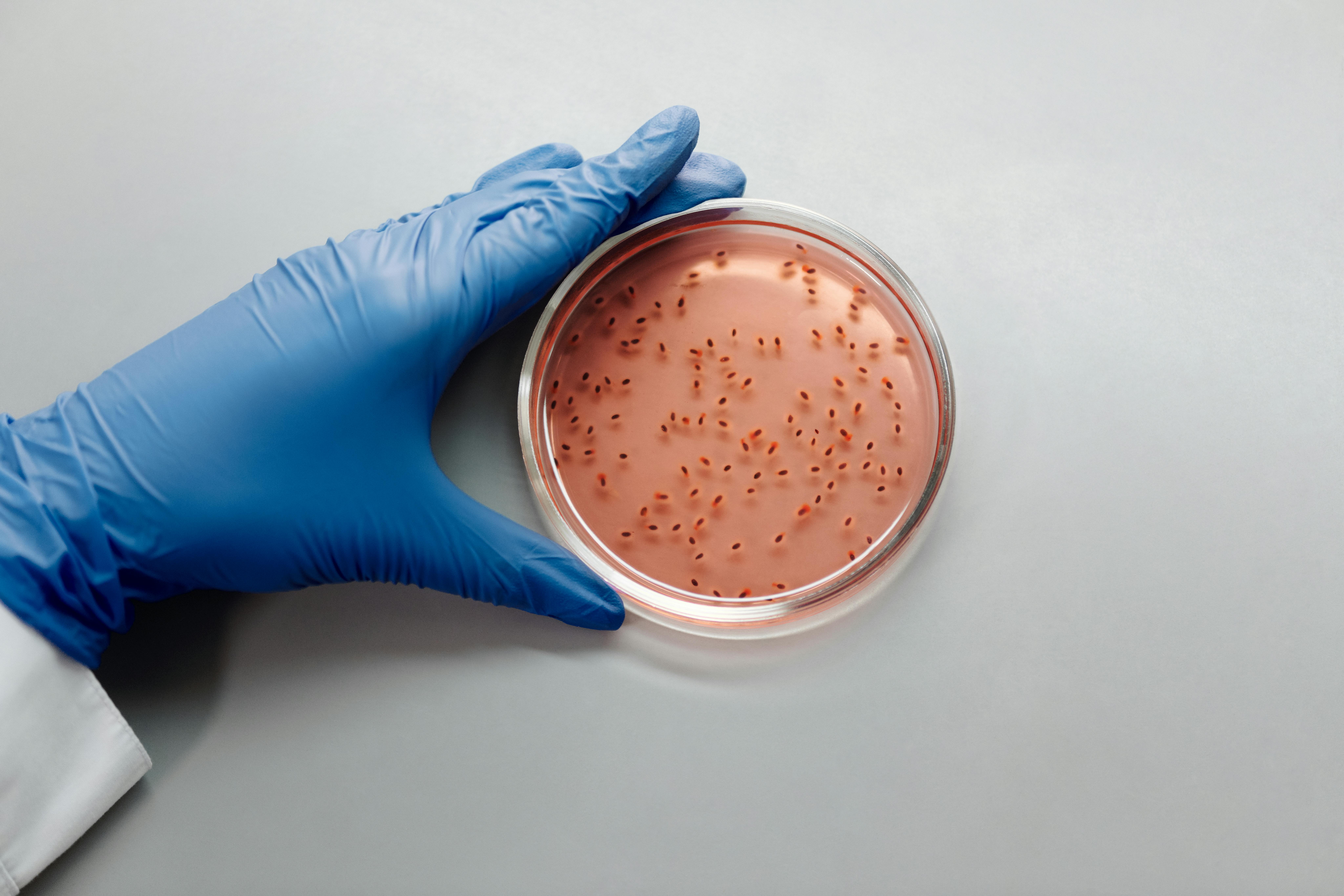 Live Specimen in Petri Dish