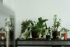 Eine Sammlung von Kräuterpflanzen in Töpfen auf einem Regal, darunter verschiedene Arten wie Friedenslilie und Zamioculcas.
